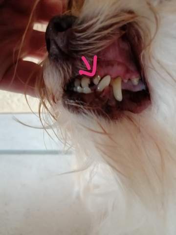 hund schneidezahn abgebrochen was tun gesundheit und medizin zahnmedizin