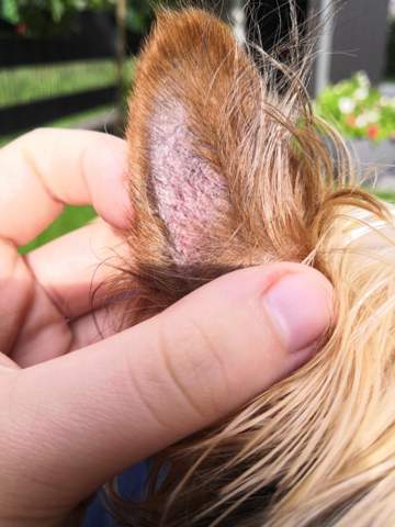 Hund verliert Haare den Ohren, ist das gefährlich? (Gesundheit und Tiere,