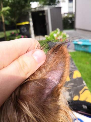 Hund verliert Haare den Ohren, ist das gefährlich? (Gesundheit und Tiere,