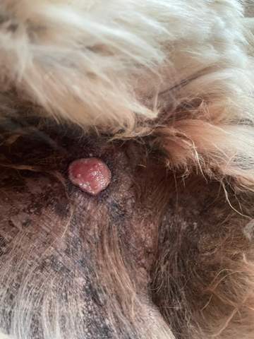 was ist diese wunde beim hund sein