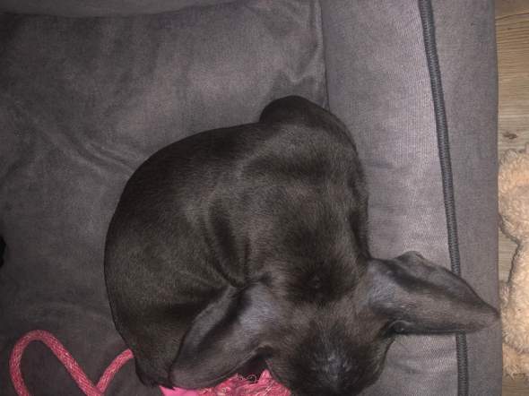 Französische Bulldoggen Welpe 2 1/2 Monate alt hat noch kahle Fell