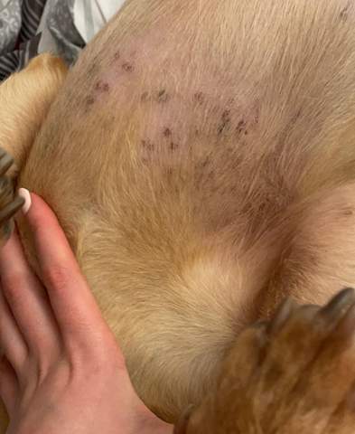 schwarze flecken auf der haut vom hund gesundheit und medizin