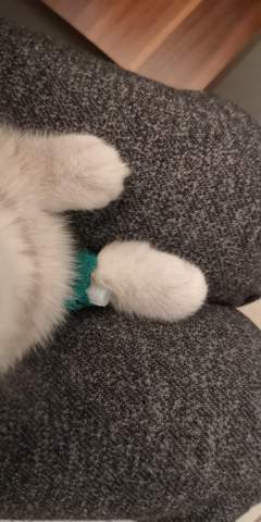 Katze Hat Zu Engen Verband Gesundheit Und Medizin Tierarzt Kitten