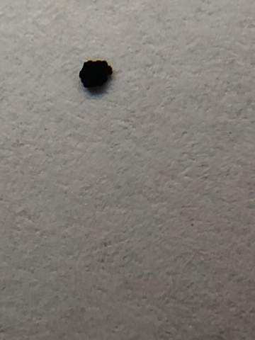 Konnen Das Spuren Von Oder Gar Bettwanzen Sein Insekten