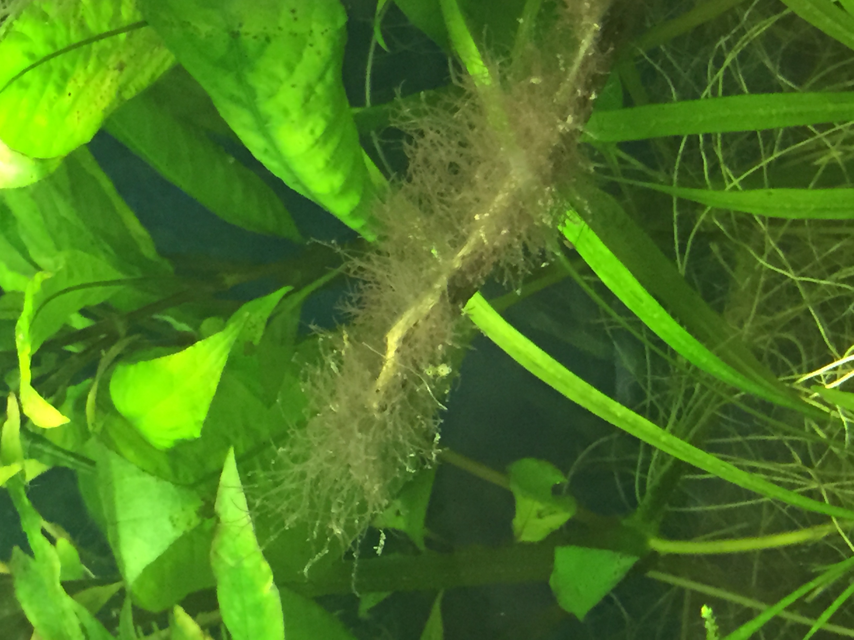 ? Algen im Aquarium? Wie bekämpfen?