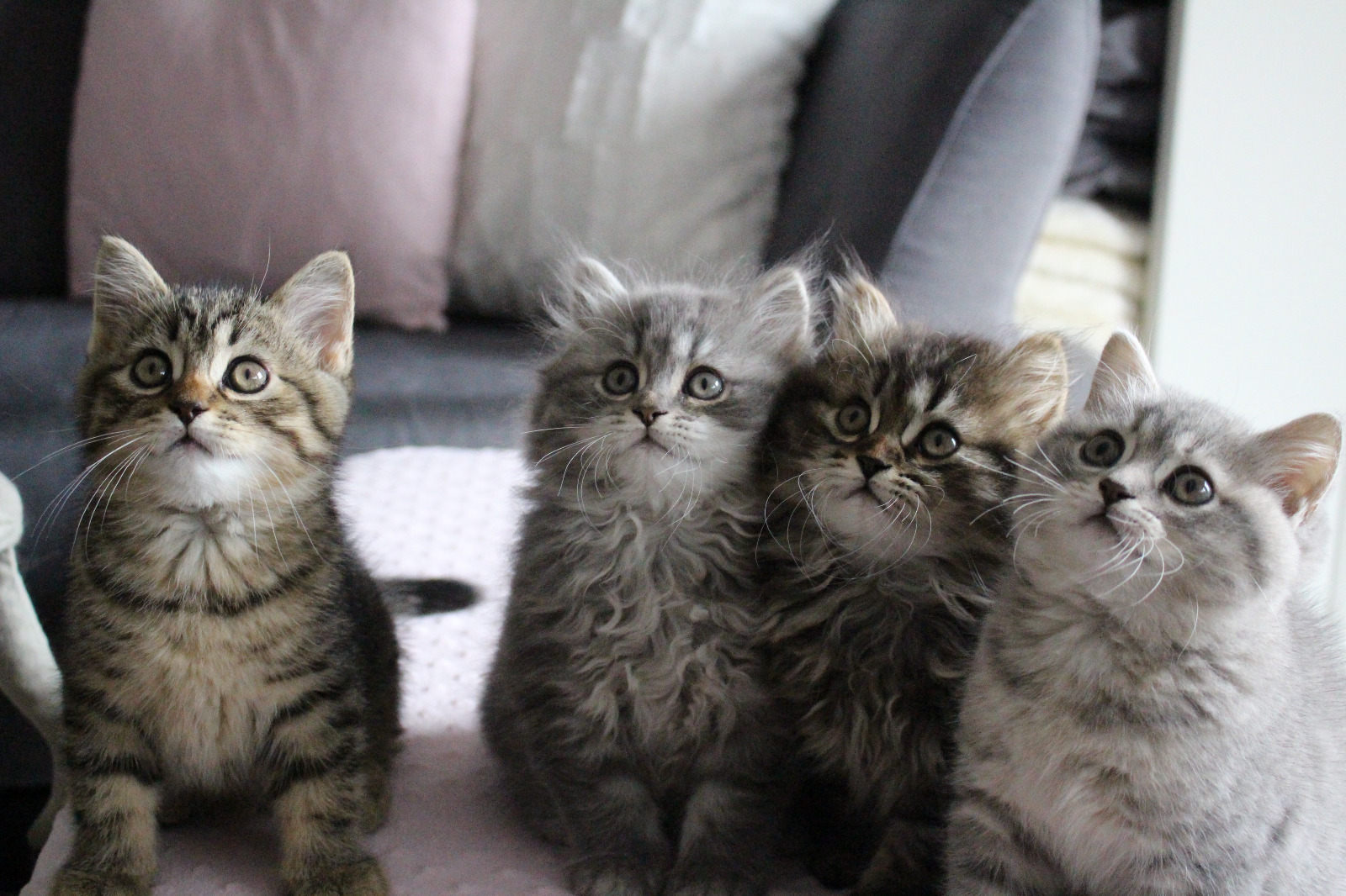 bkh blh katze katzen