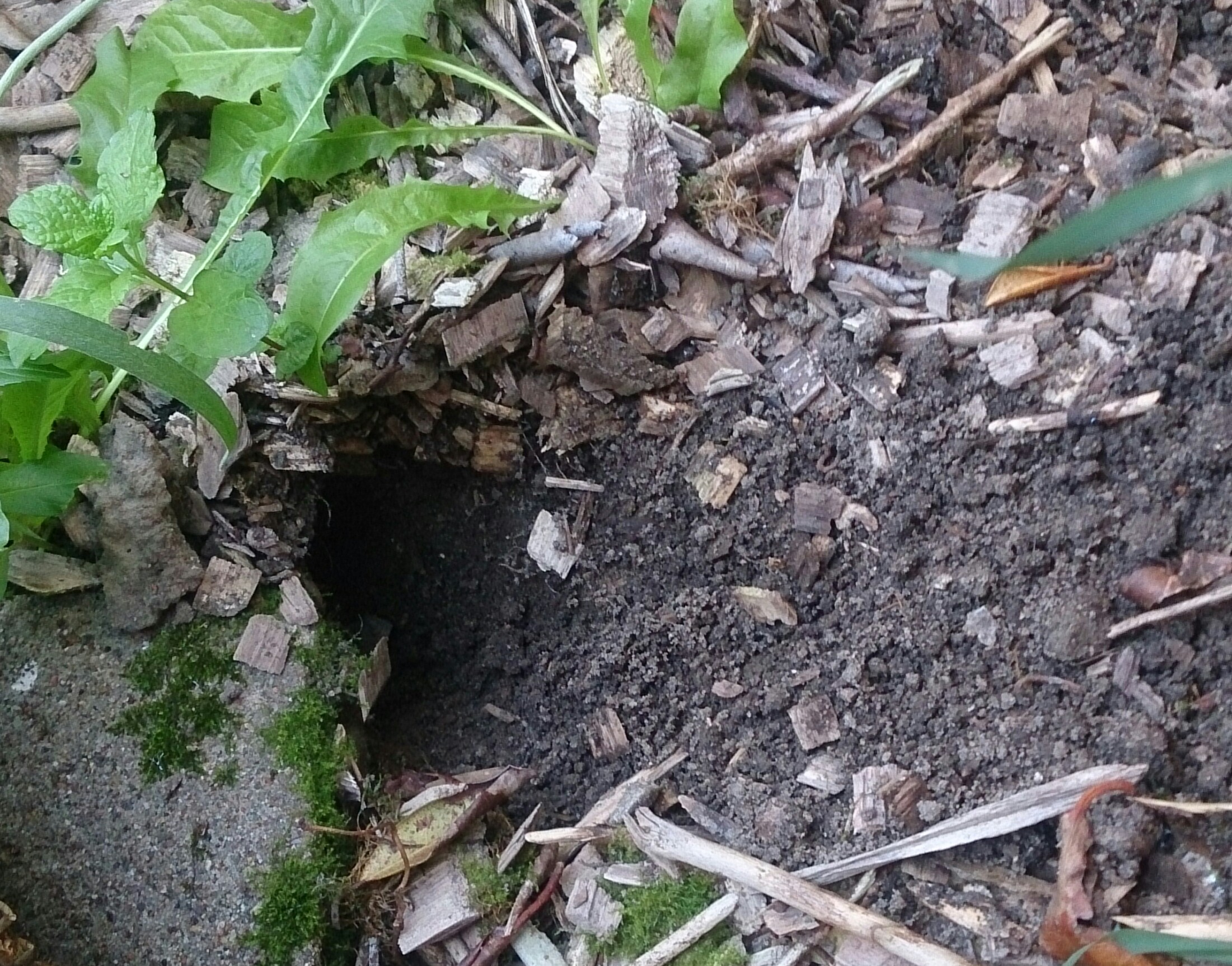 im Garten Löcher Ratten