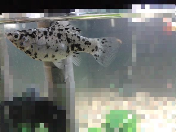 Dalmatiner Molly - (schwanger, Aquarium, Aquaristik)