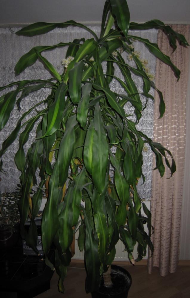 ? Tod durch Blüte bei Dracaena? (Pflanzen, bluete, Drachenbaum) drachenbaum blüte