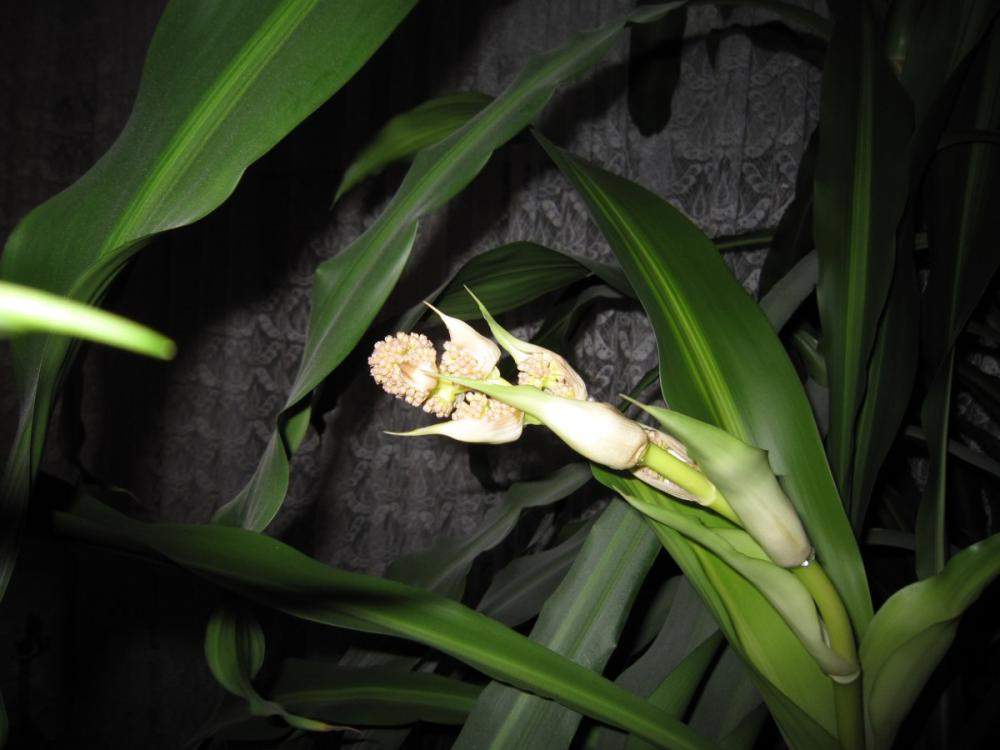 ? Tod durch Blüte bei Dracaena? (Pflanzen, bluete, Drachenbaum) drachenbaum blüte