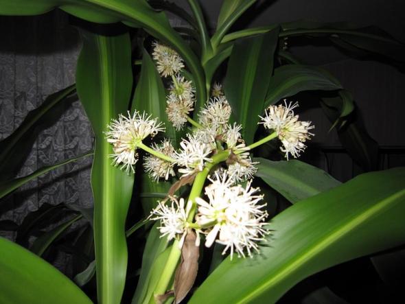 ? Tod durch Blüte bei Dracaena? (Pflanzen, bluete, Drachenbaum) drachenbaum blüte