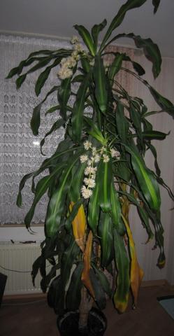 Agave blüte Agave blüte