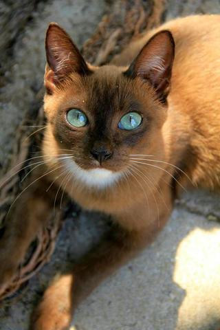 Warrior Cats Namen für diese Katzen ? (Clan)