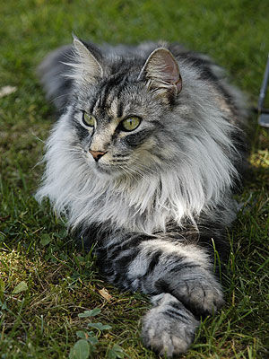 6 Katze - (Name, Warrior Cats, Clan)