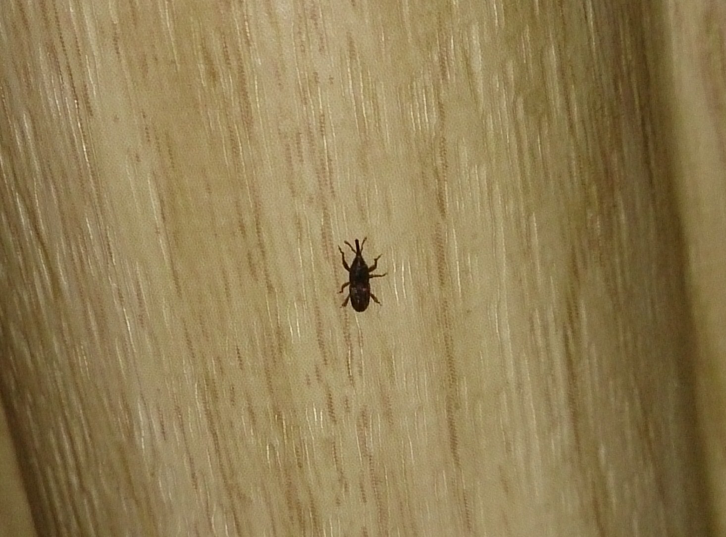 ** Was für ein Käfer ist das? ** (Insekten, Schädlinge)