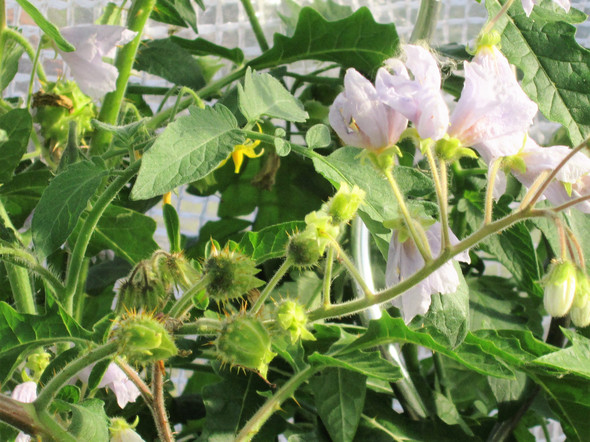 unbekannte pflanze - (Natur, Pflanzenbestimmung)