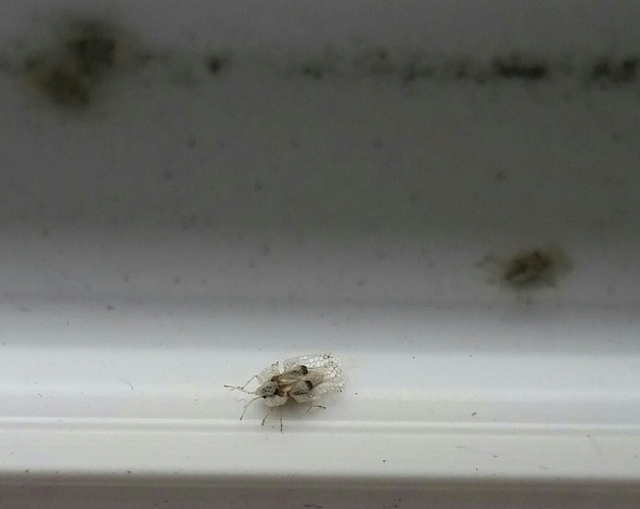Fliege im Fensterrahmen - (Fenster, Fliege)