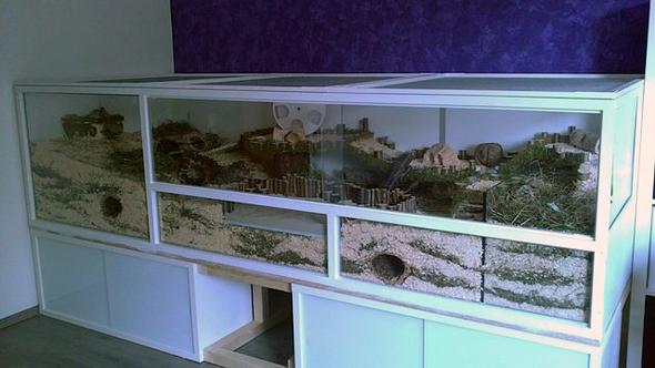 Wie und womit kann man günstig ein Hamster-Terrarium selber bauen