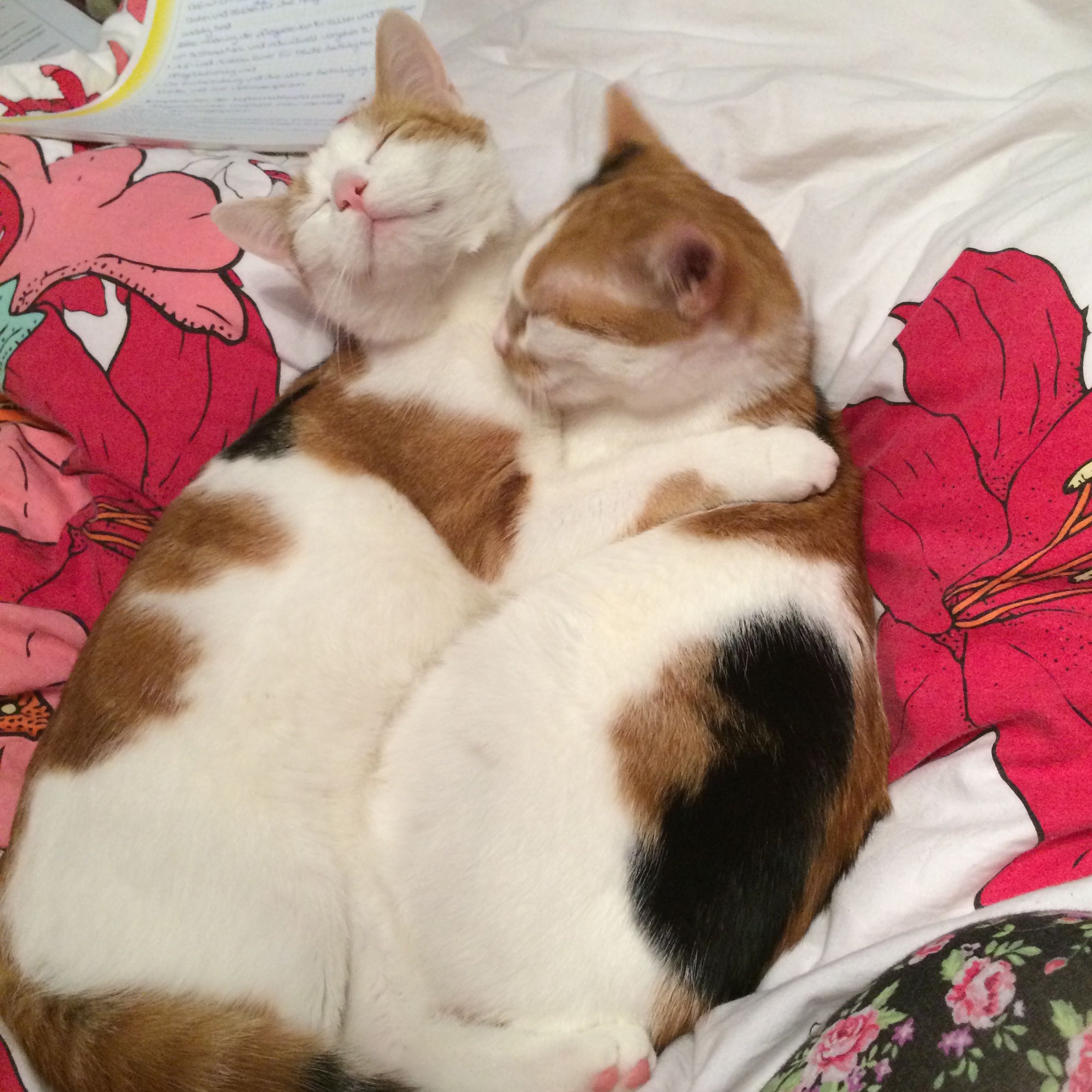 Katze Ist Rollig Was Tun Katze Ist Rollig Was Kann Ich Tun