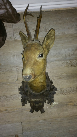 Rehkopf - (Jagd, reh, tierpräperat)