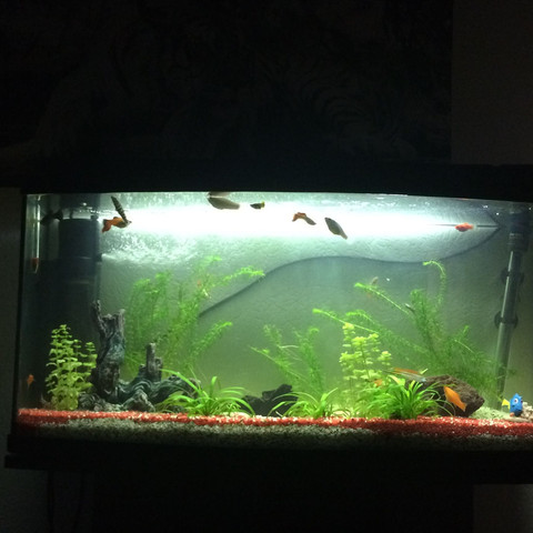 Mein Aquarium: - (Fische, Krebs)