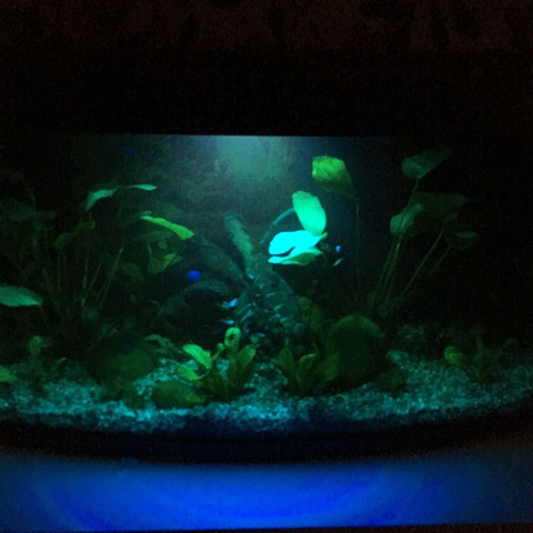 Extra Nachtbeleuchtung für Fische - (Fische, Aquarium, Nachtbeleuchtung)