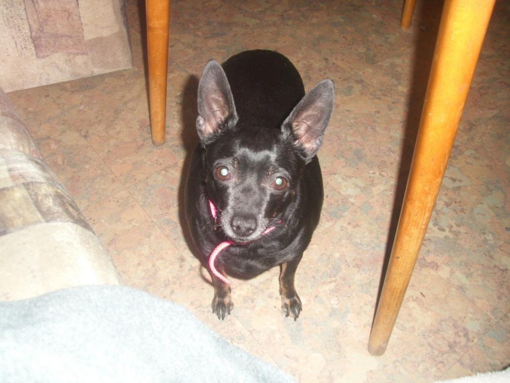 12 Jahre alte Hündin will nicht mehr Gassi gehen…. (Hund, alt