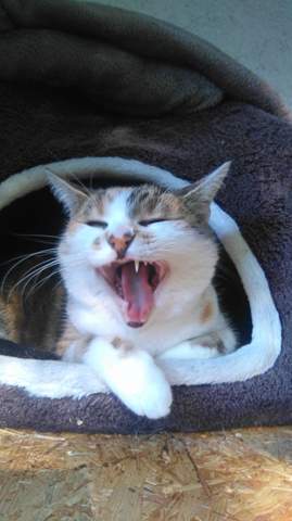 2 Fotos Welches Wurdet Ihr Ausdrucken Und Aufhangen Computer Tiere Foto