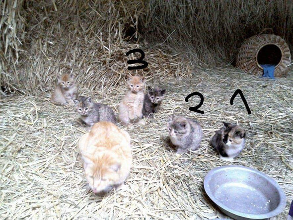 2 katzen geschwister zusammen halten katze zwei