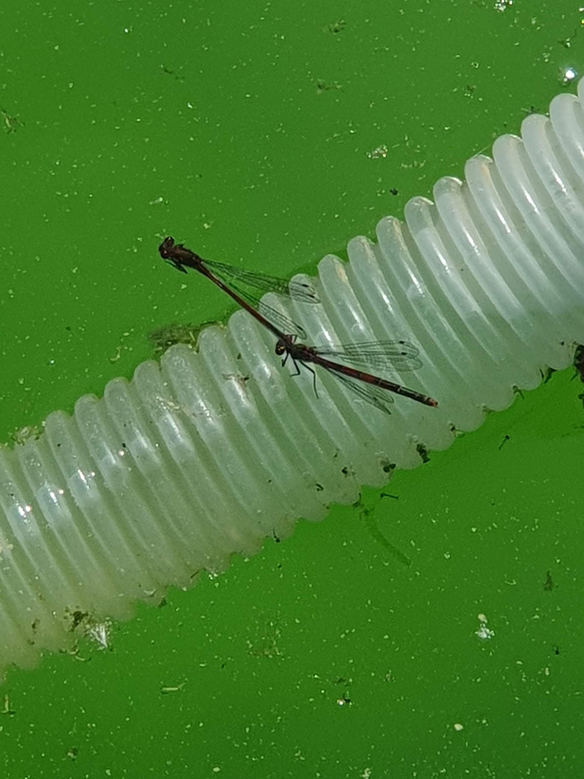 Libellen Boot 2 Libellen aneinander? (Insekten)