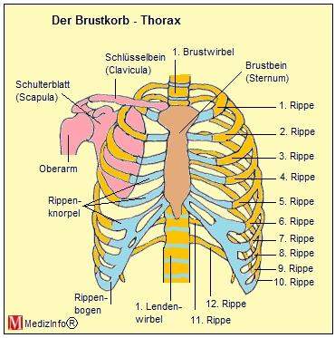 2 Rippen Weniger Als Bei Der Anderen Rippen Seite Gesundheit Und Medizin Sport Und Fitness Korper 2 Rippen Weniger Als Bei Der Anderen Rippen Seite Gesundheit Und Medizin Sport Und Fitness Korper