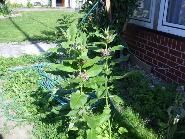 Unbekannte1 - (Garten, Pflanzen)