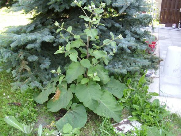 Unbekannte2 - (Garten, Pflanzen)