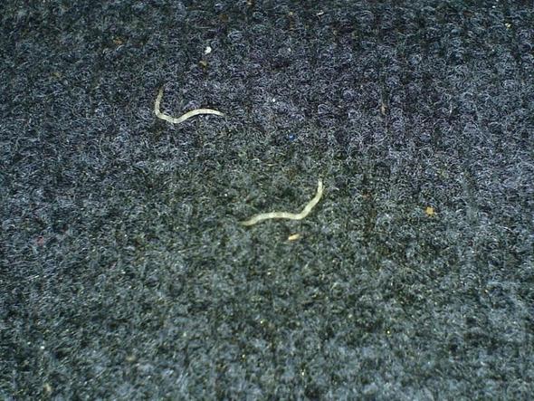 Würmer unter Teppich 1 - (Schädlinge, Würmer, teppichboden)