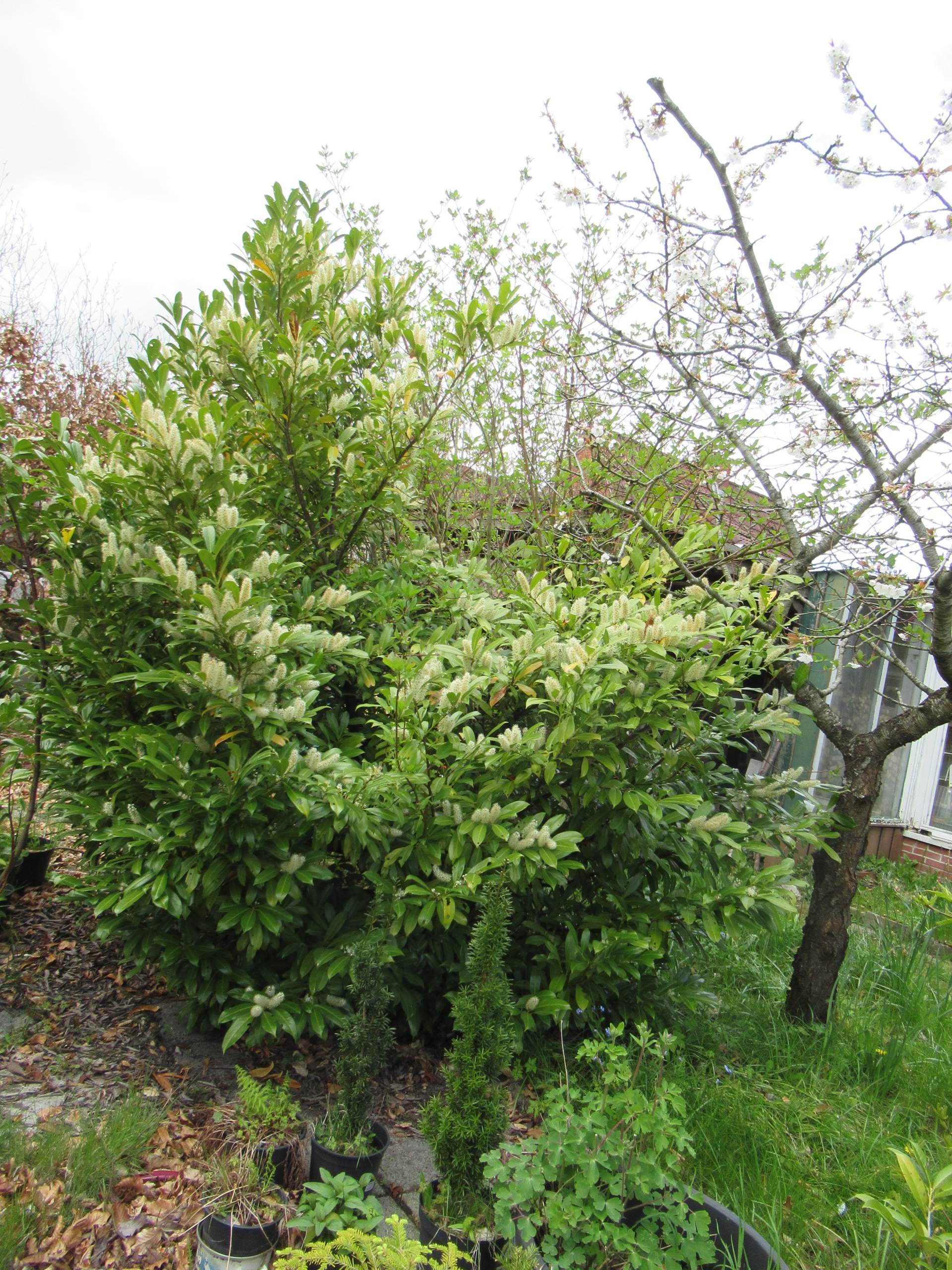 2m großen Kirschlorbeer jetzt noch umpflanzen? (Pflanzen, Garten, Botanik)