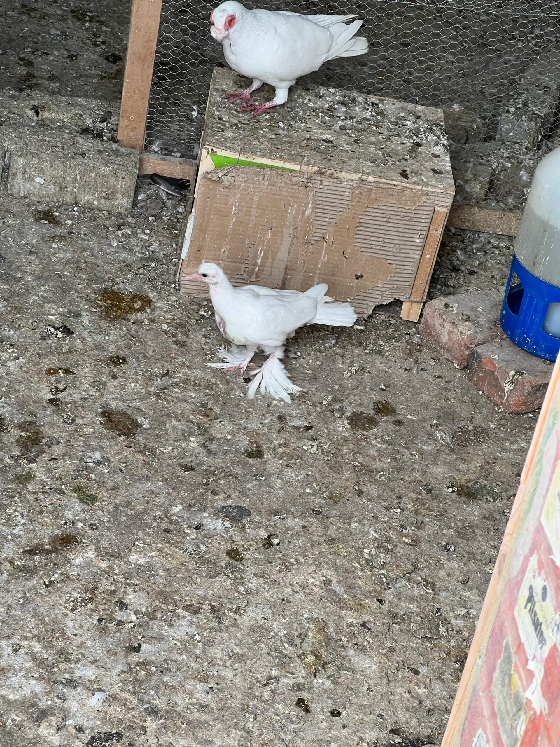 3-4 Wochen Junge Takla Taube bekommen, kriege ich sie noch handzahm ...