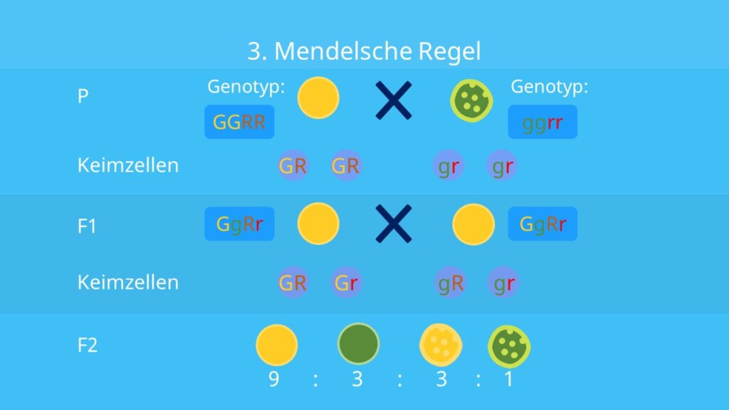 3 Mendel sche Regel Schule Biologie Genetik 3-mendel-sche-regel-schule-biologie-genetik
