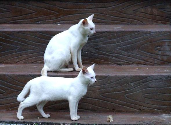 white cats - (Katze, Bedeutung Zeichen)