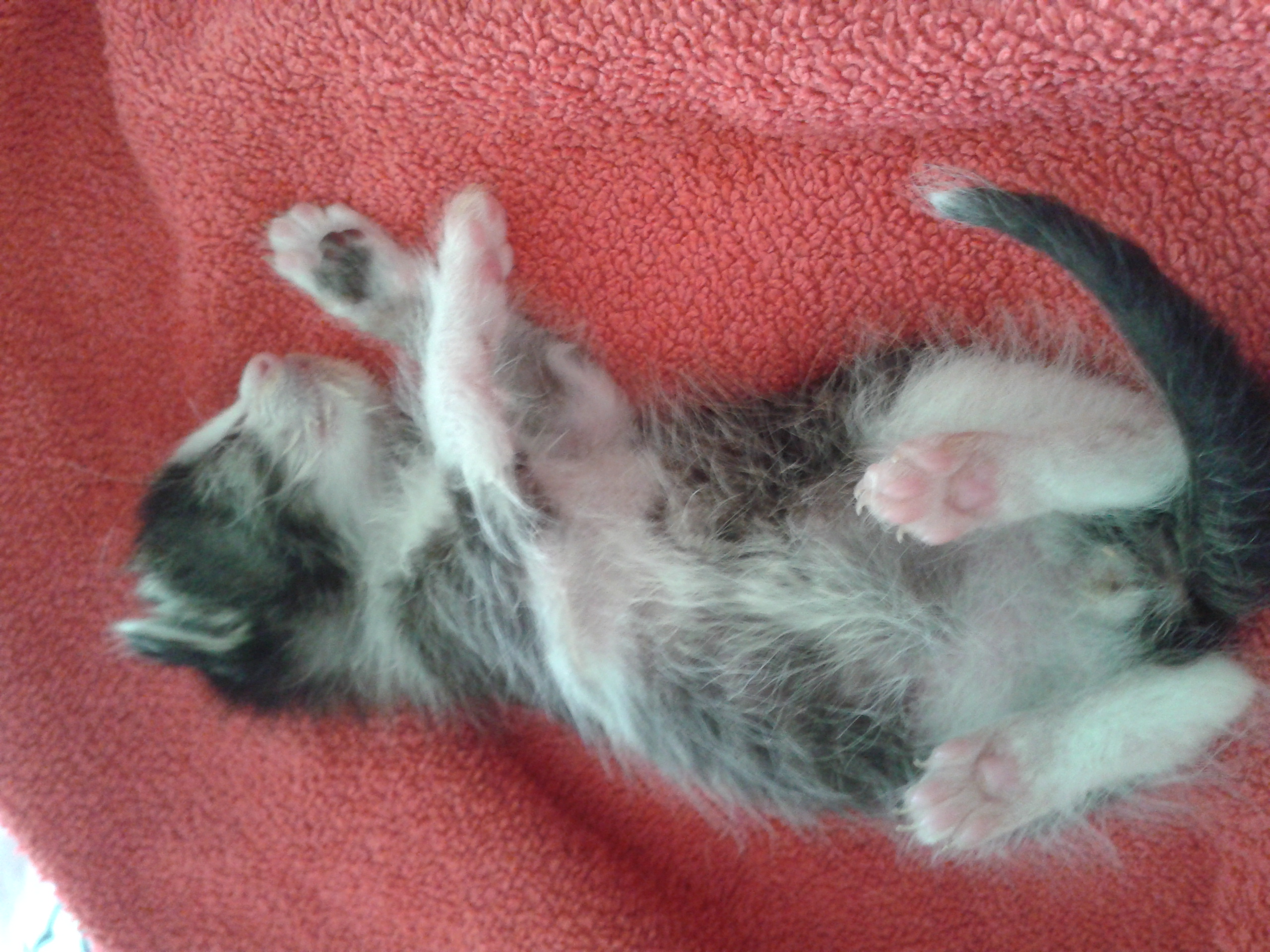 3 Wochen altes Katzenbaby trinkt nicht (Katze, Katzen, unterernährt)