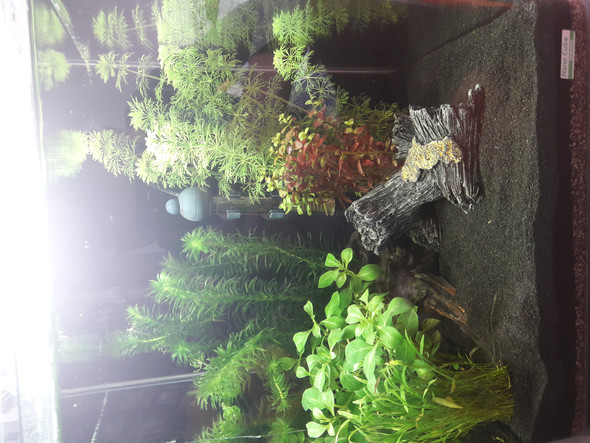 - (Fische, Aquarium, Welse)