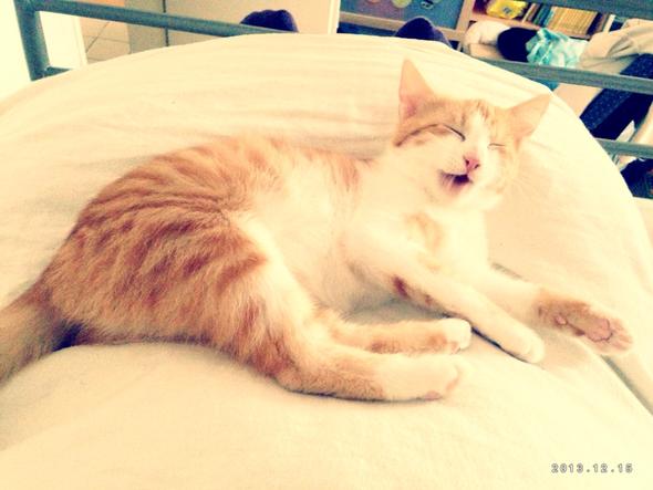 katze mit nach turkei nehmen reise izmir