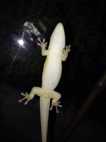 Taggecko - (Terrarium, taggecko)