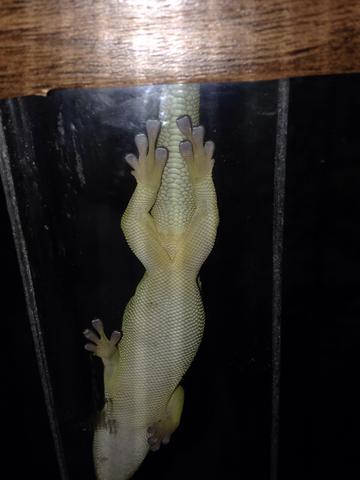 Taggecko - (Terrarium, taggecko)