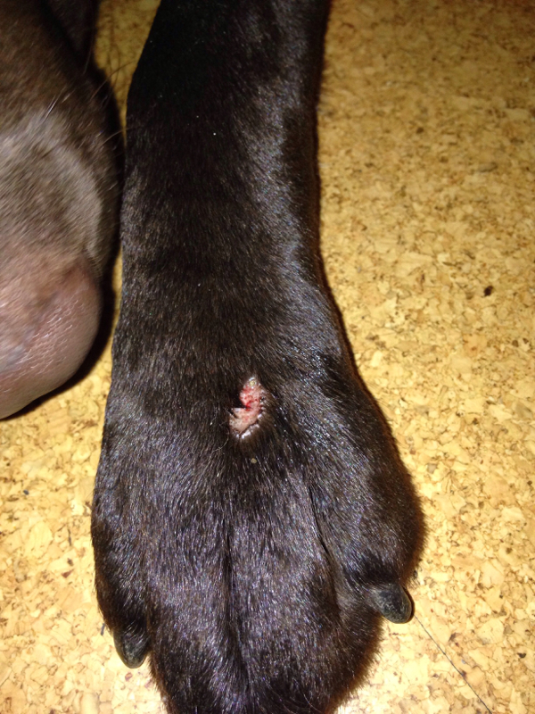hund pfote verletzt