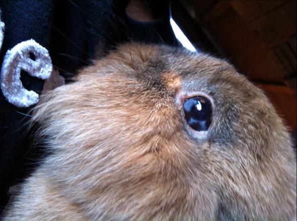 Auge meines Kaninchens - (Gesundheit, Tiere, Augen)