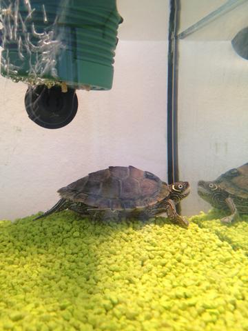 Schildkröte - (Tiere, Haustiere, Pflanzen)