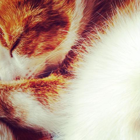Süss, boris, freak, bekloppt, ein und alles - (Tiere, Katzen)