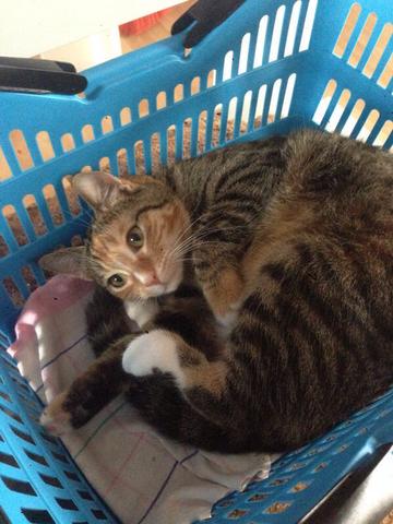 katze mauzt extrem nervig kann ich ihr helfen katzen rollig