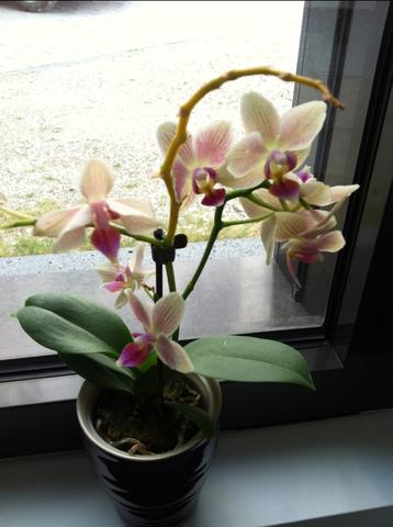 Orchidee mit gelbem stengel - (Pflanzen, Blumen, Botanik)