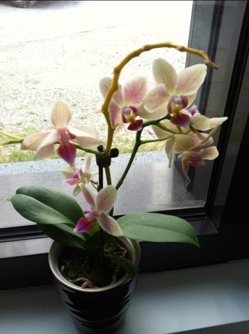 Orchidee Blutenstengel Wird Gelb Was Tun Pflanzen Blumen Botanik